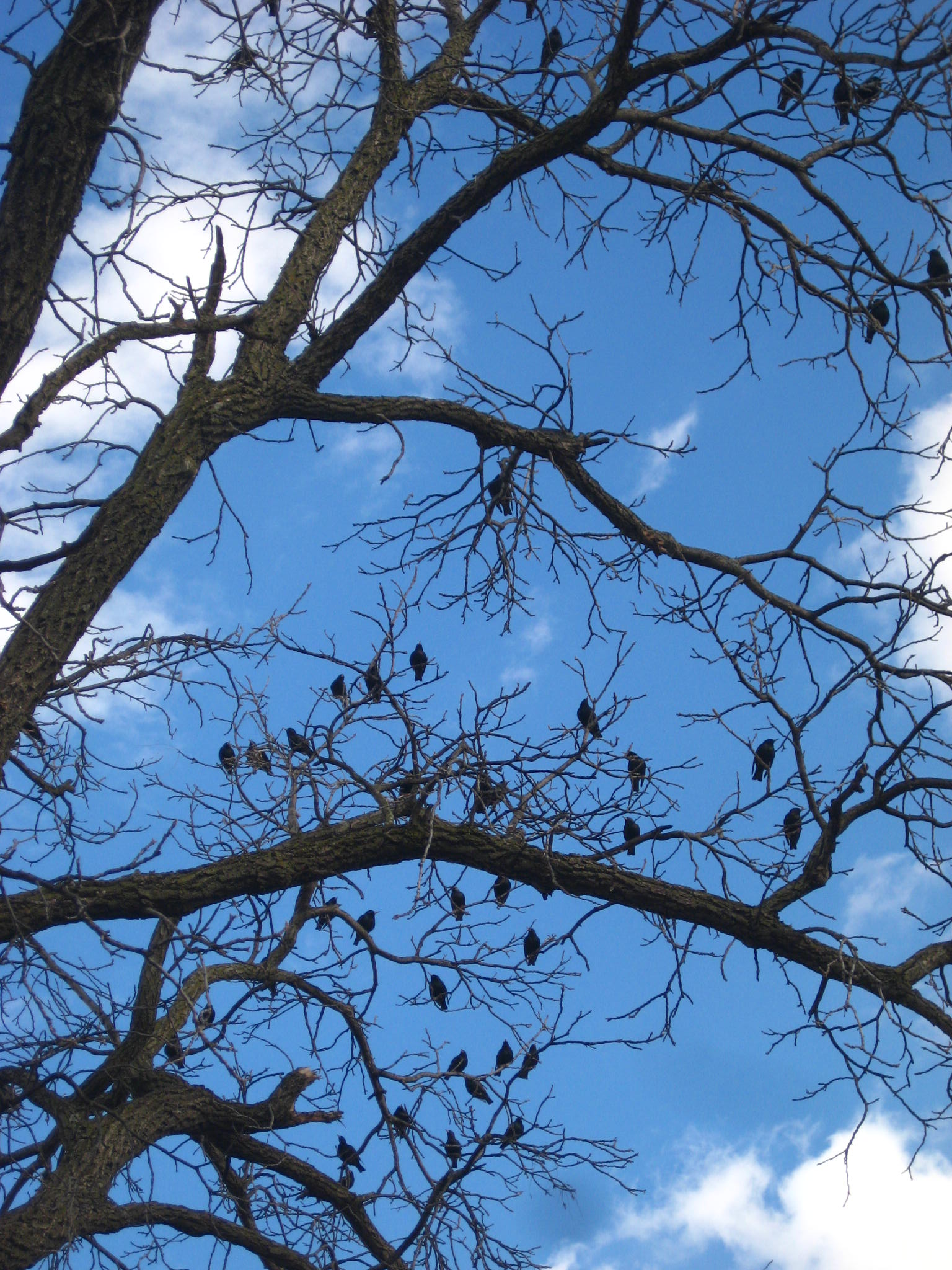 black bird tree